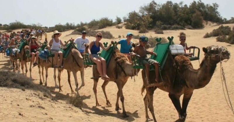 Kamelen safari op Gran Canaria