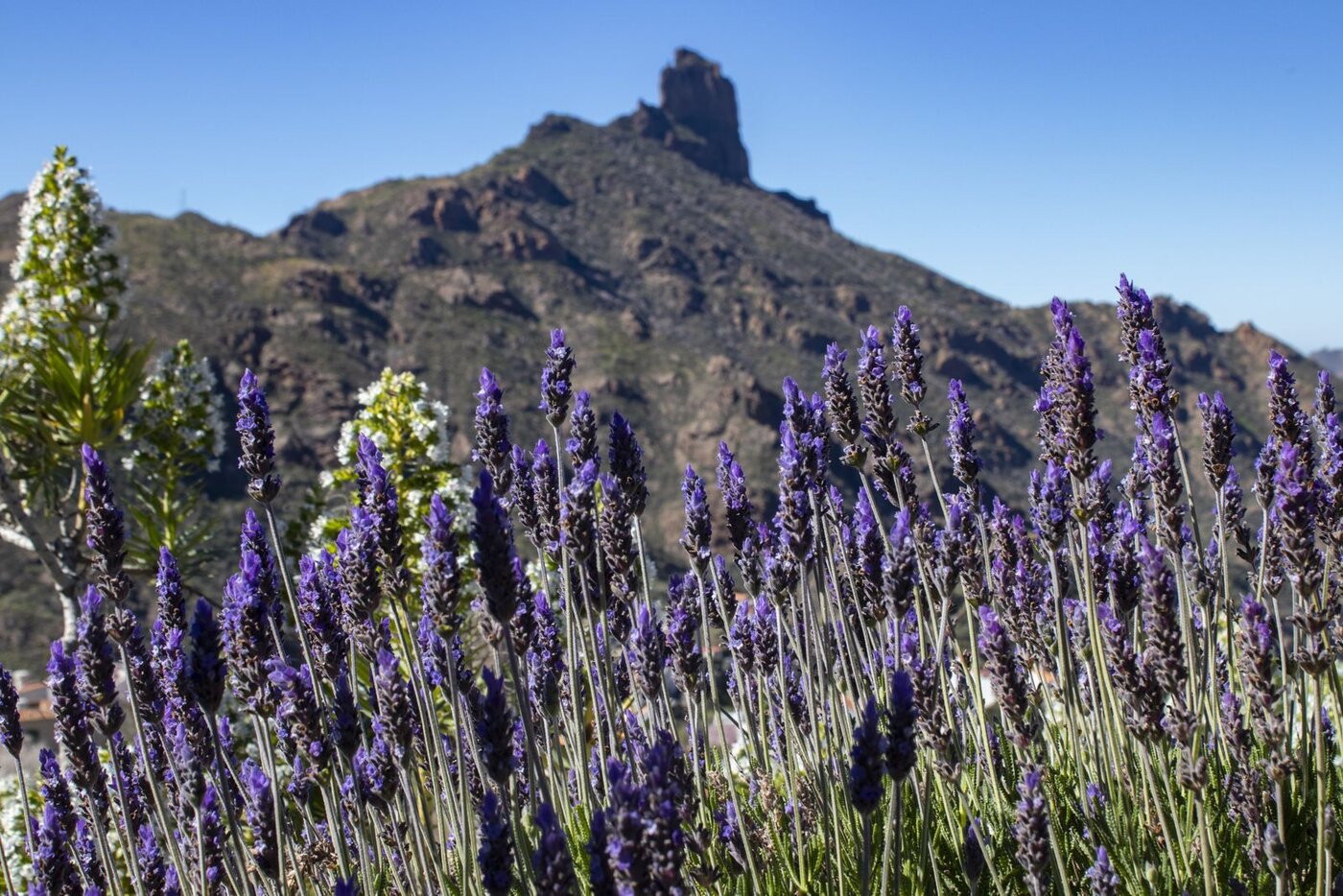 Excursies Gran Canaria